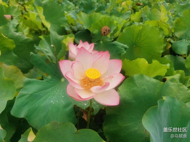 【夏日炎炎】赏荷