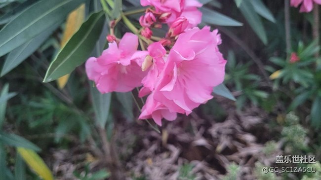 【夏季的花】夹竹桃