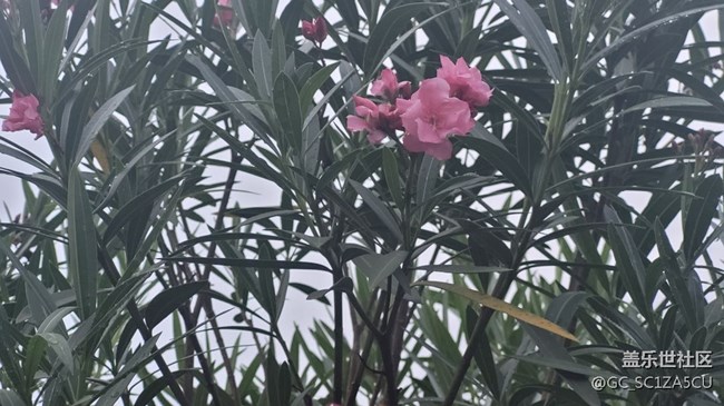 【夏季的花】夹竹桃