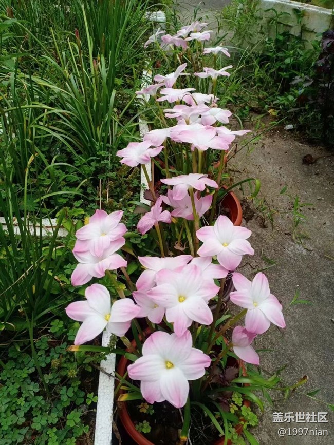 【夏季的花】花圃