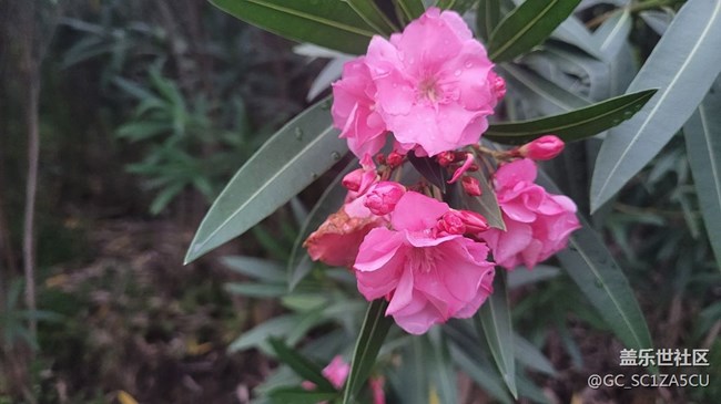 【夏季的花】夹竹桃