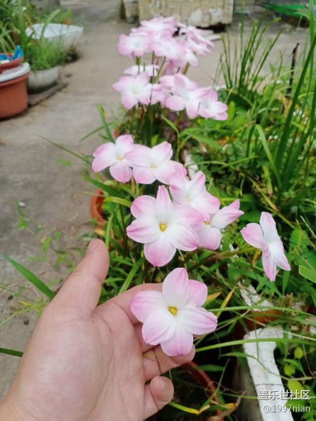 【夏季的花】花圃