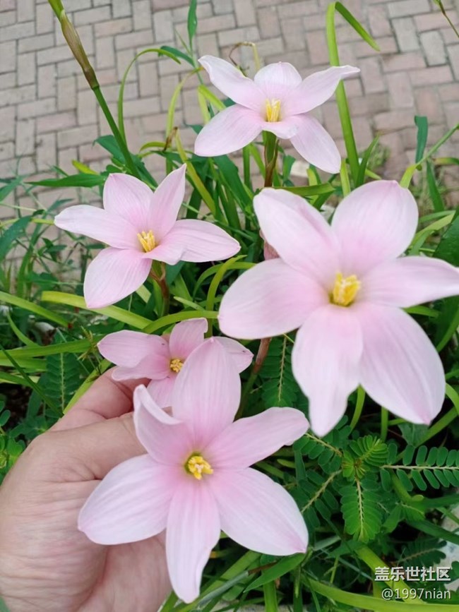 【夏季的花】花圃