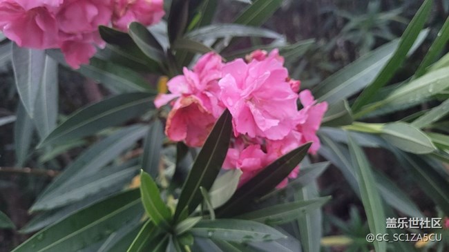 【夏季的花】夹竹桃