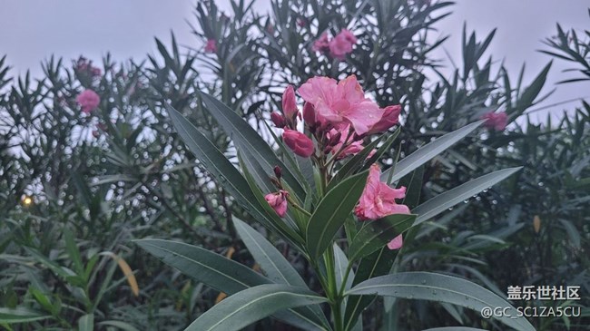 【夏季的花】夹竹桃