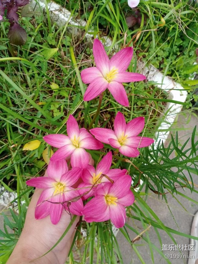 【夏季的花】花圃