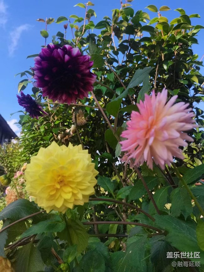 【夏日炎炎】漂亮花儿