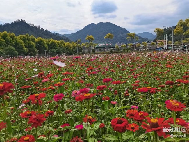 【夏季的花】花园