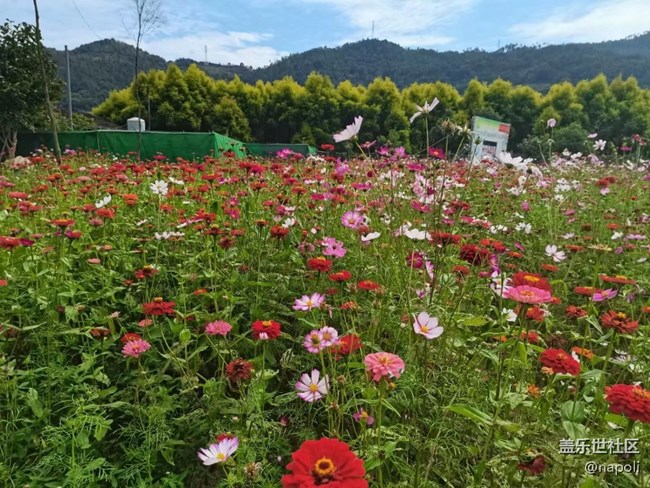 【夏季的花】花园