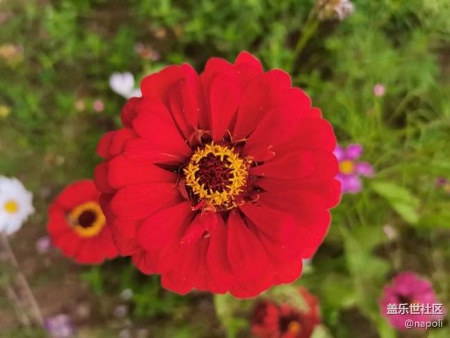 【夏季的花】花园