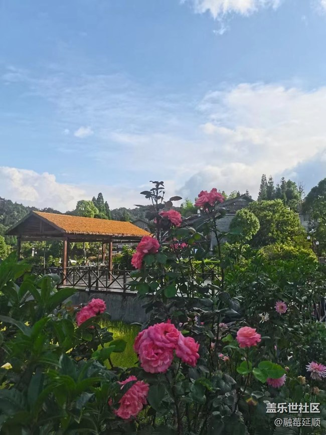【夏日炎炎】漂亮花儿