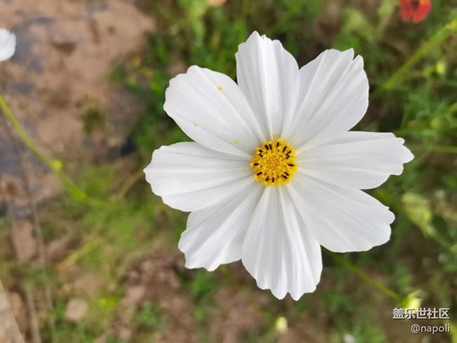 【夏季的花】花园