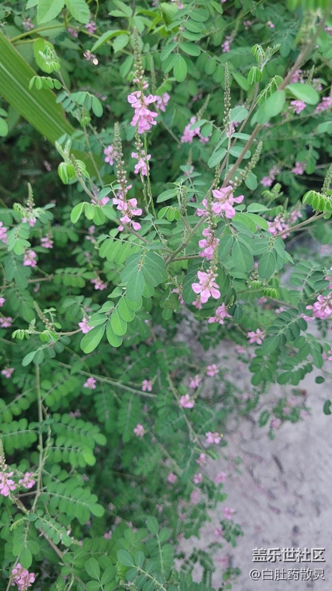 【夏季的花】小野花