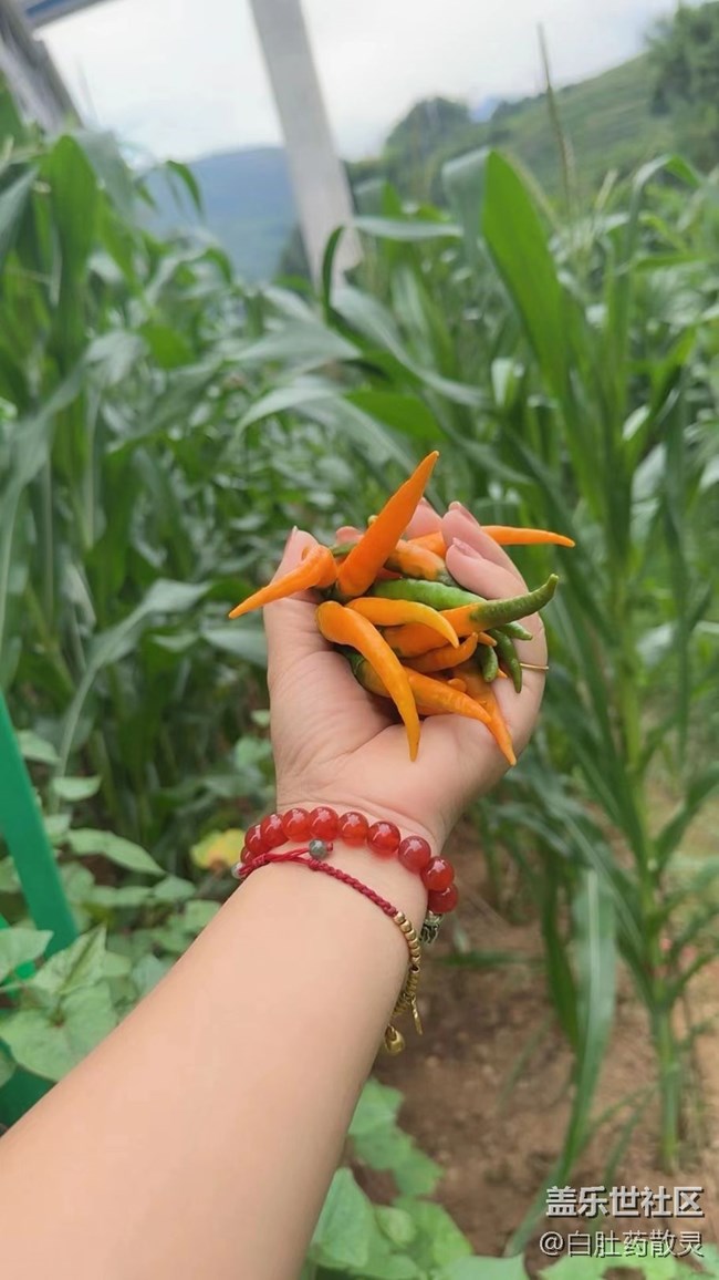 #夏日美食——辣椒烧菜