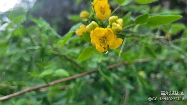 【夏季的花】小小野花