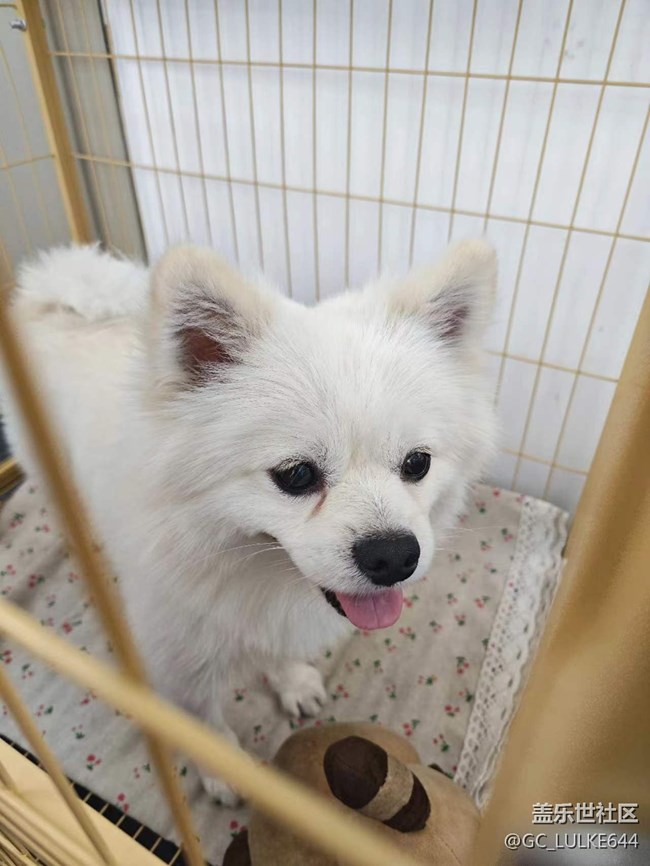 沈阳星粉儿用延时摄影记录制作小饼干活动回顾