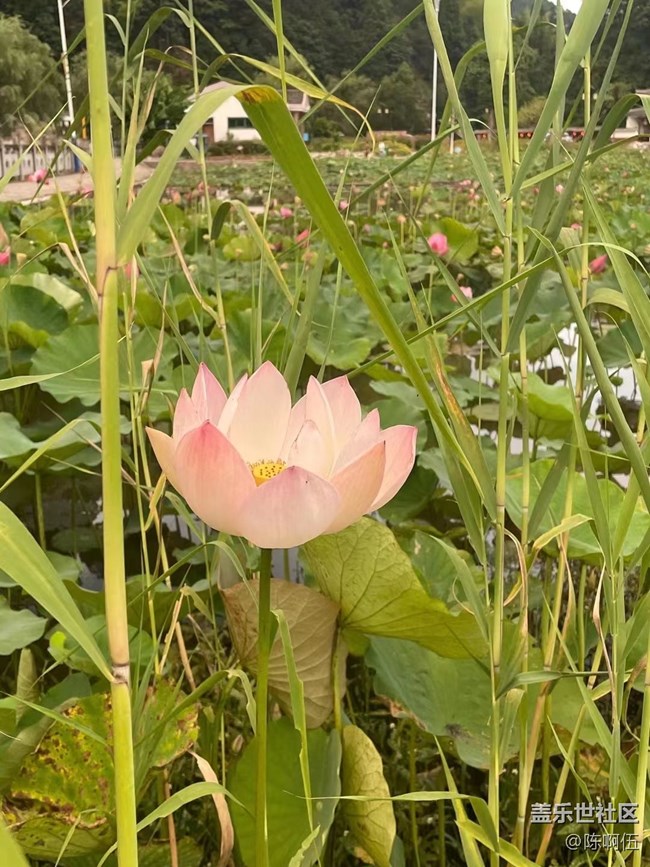 【夏日炎炎】荷花池