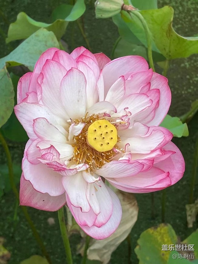 【夏日炎炎】荷花池