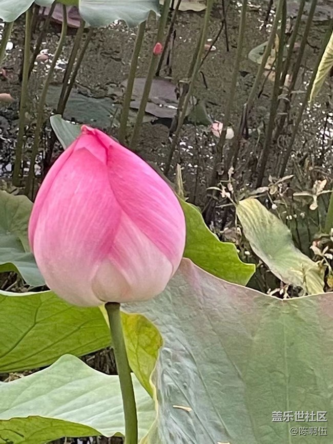 【夏日炎炎】荷花池