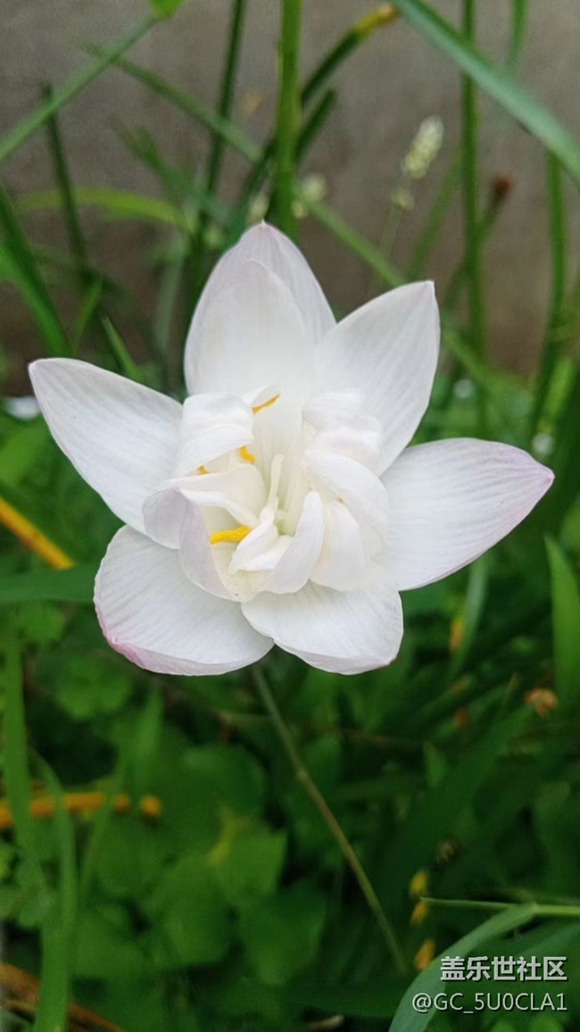 【夏日炎炎】漂亮花儿