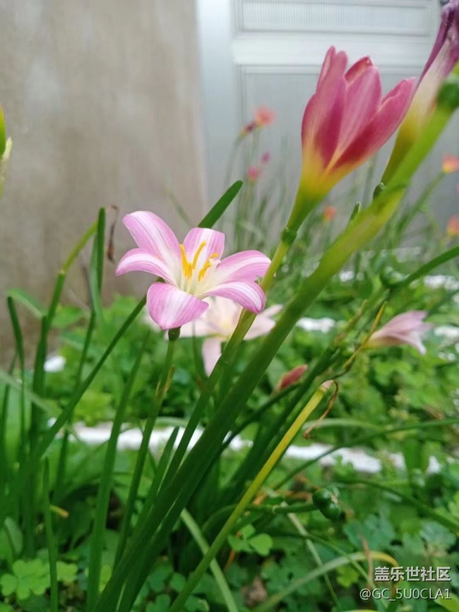 【夏日炎炎】漂亮花儿