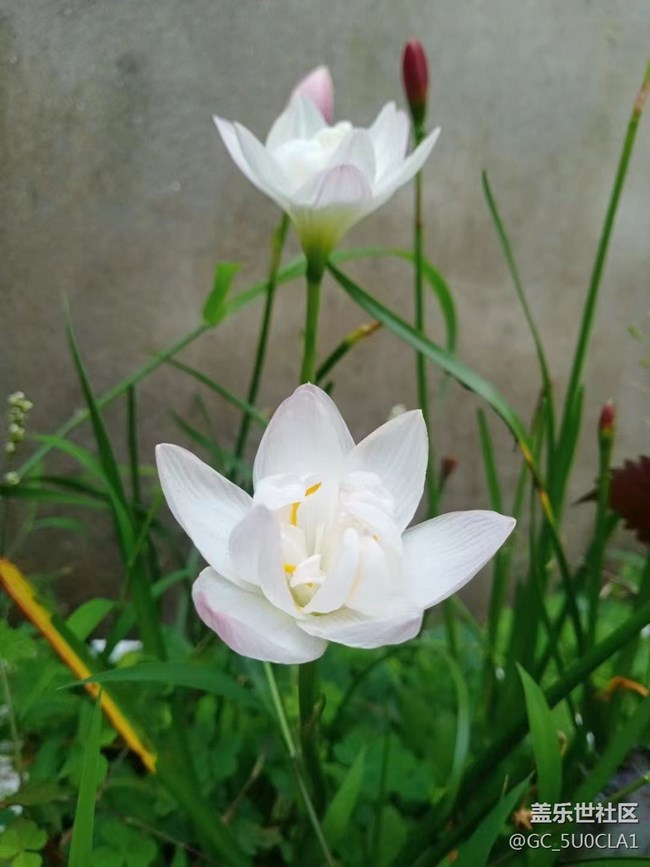【夏日炎炎】漂亮花儿