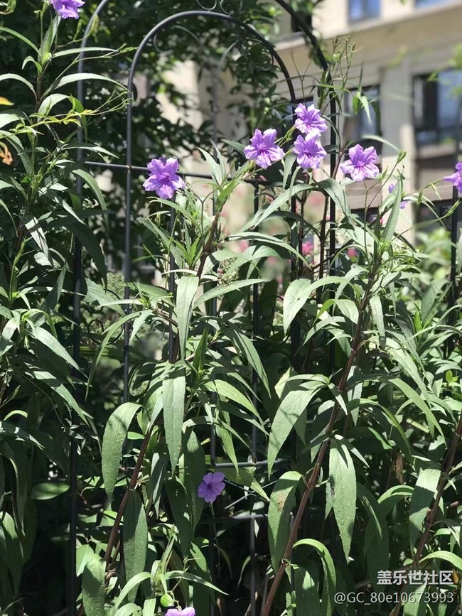 【那年初秋】烈日下的花儿