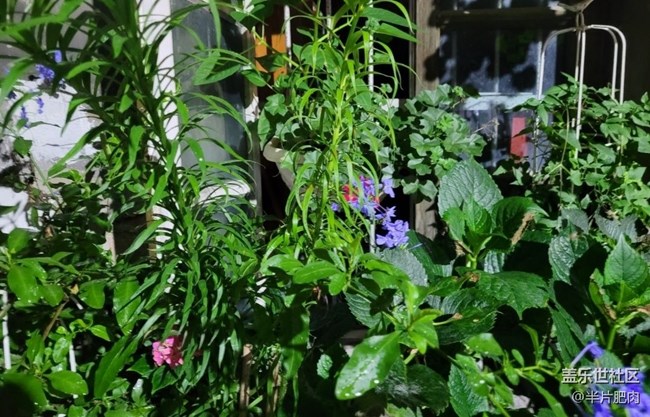 【那年初秋】花开
