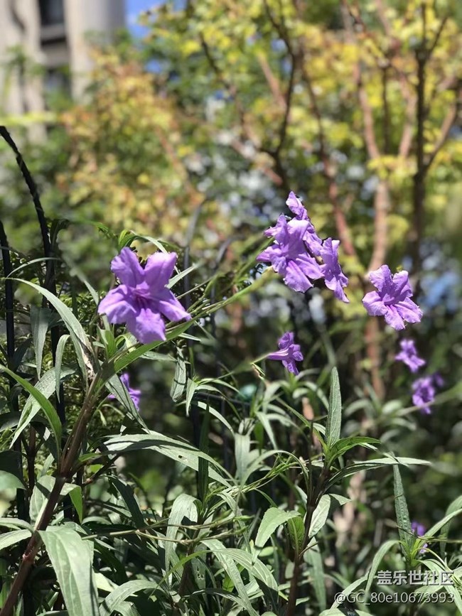 【那年初秋】烈日下的花儿