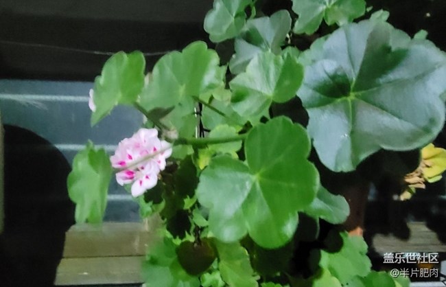 【那年初秋】花开