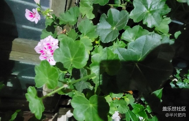 【那年初秋】花开