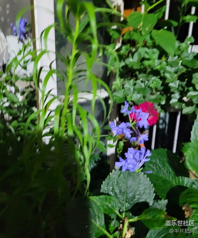 【那年初秋】花开