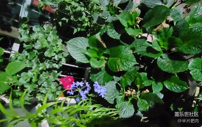 【那年初秋】花开