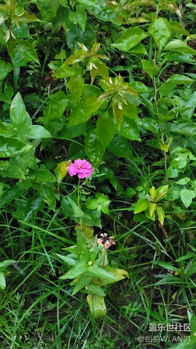 【那年初秋】百日菊