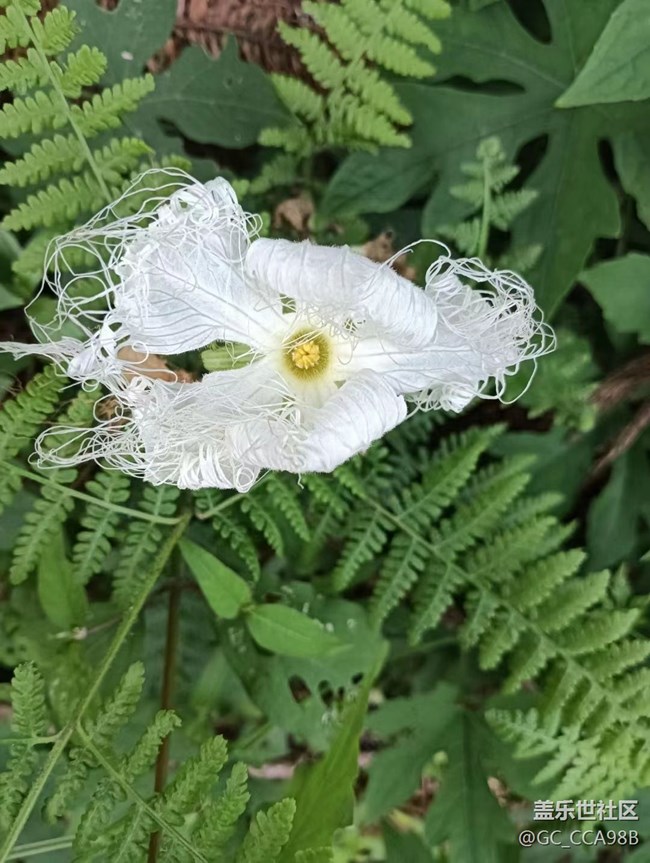 【那年初秋】美丽的花儿