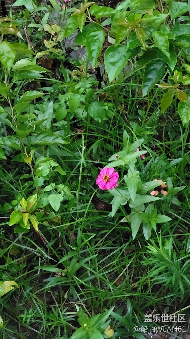 【那年初秋】百日菊