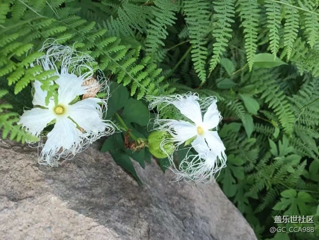 【那年初秋】美丽的花儿