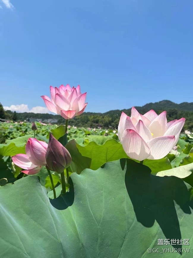【捕捉夏日美好】夏日荷花