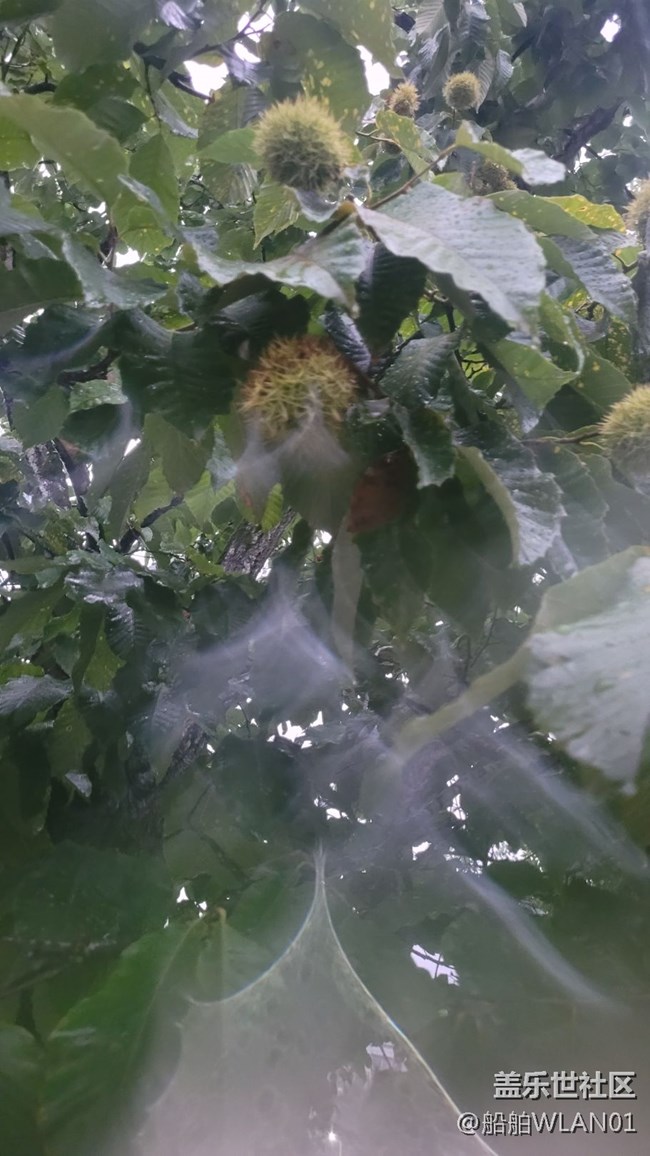 【夏日炎炎】小板栗