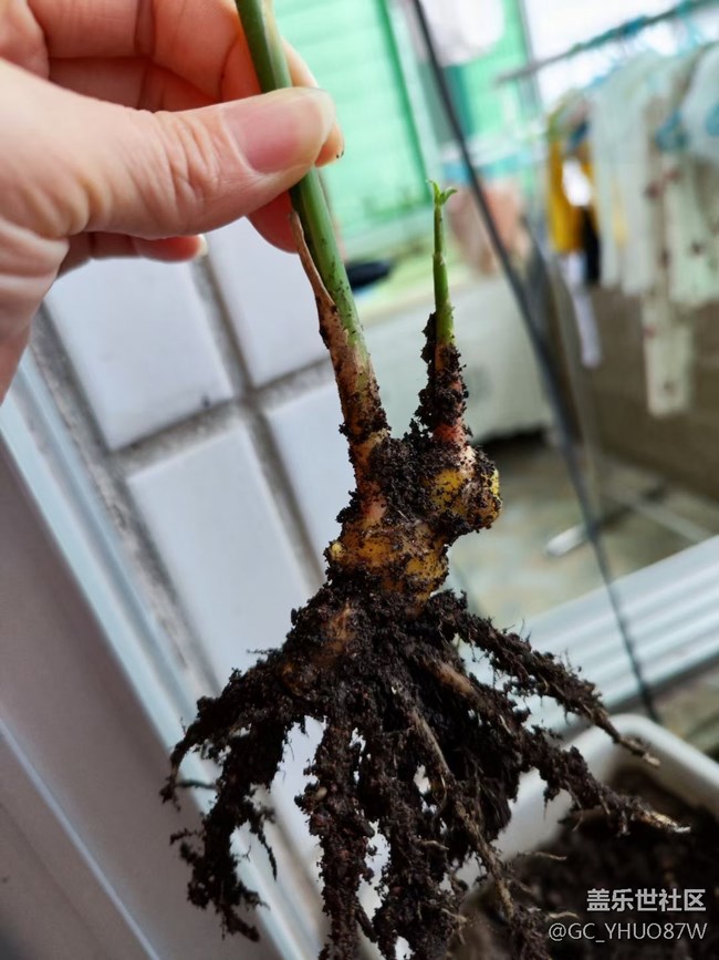 【那年初秋】种菜