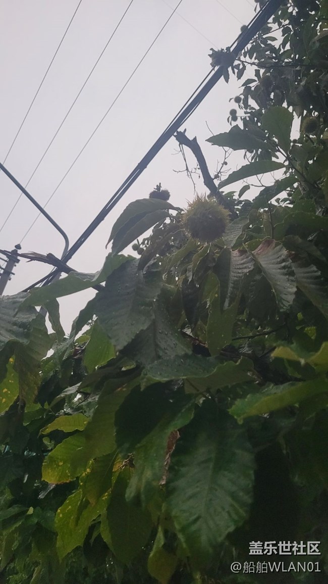 【夏日炎炎】小板栗