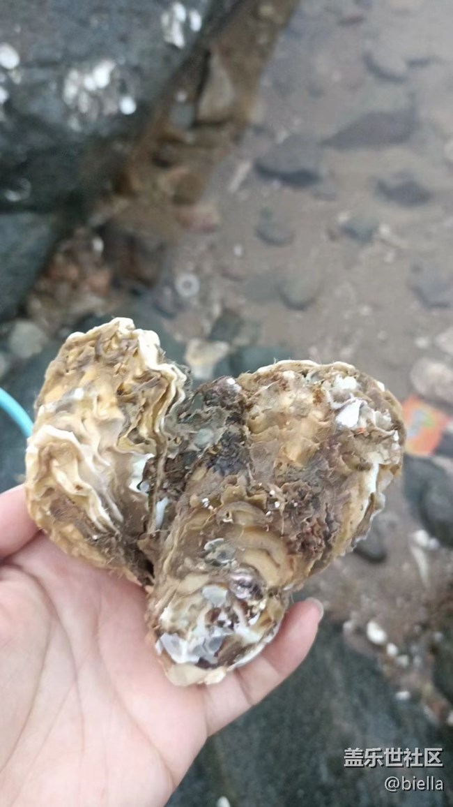【夏日炎炎】赶海