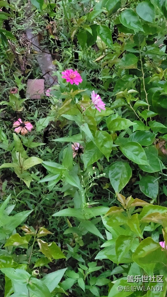 【那年初秋】百日菊