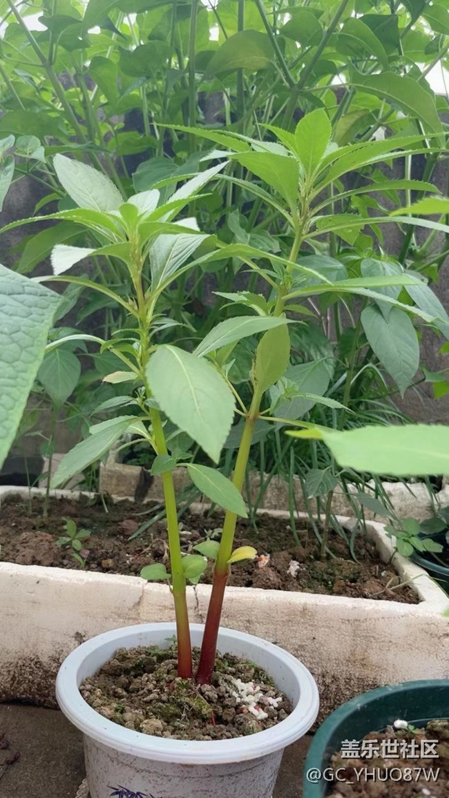 【那年初秋】种菜