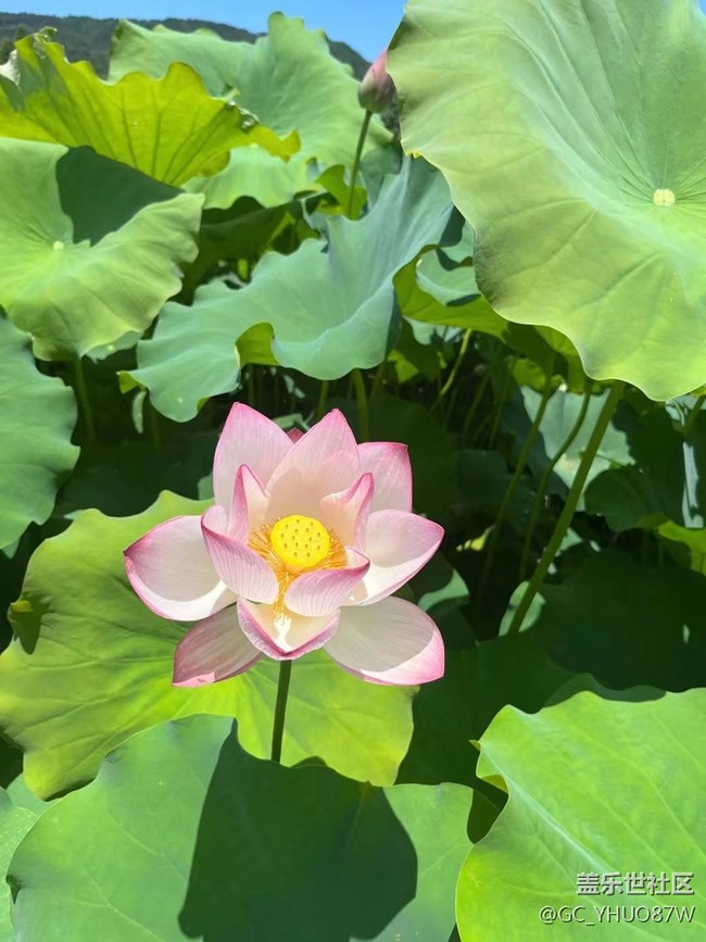 【捕捉夏日美好】夏日荷花
