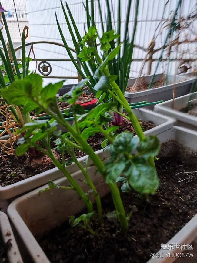 【那年初秋】种菜