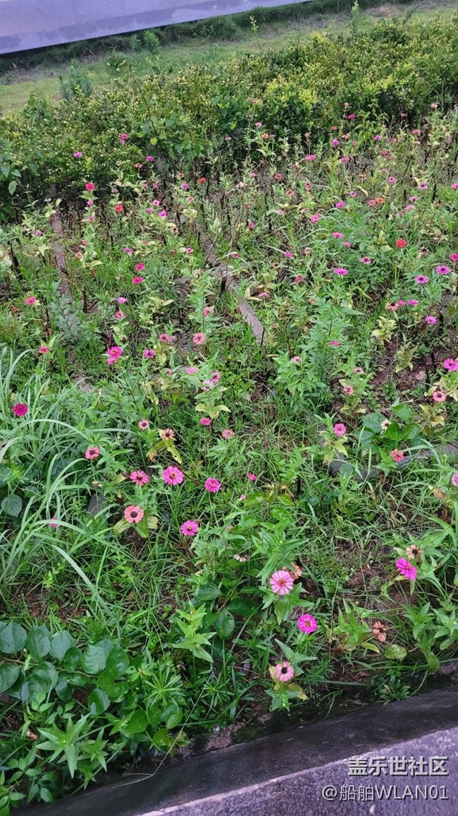 【那年初秋】百日菊