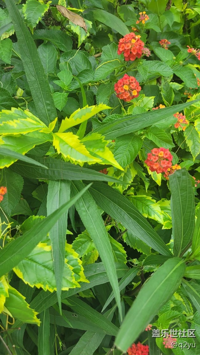 【那年初秋】花朵