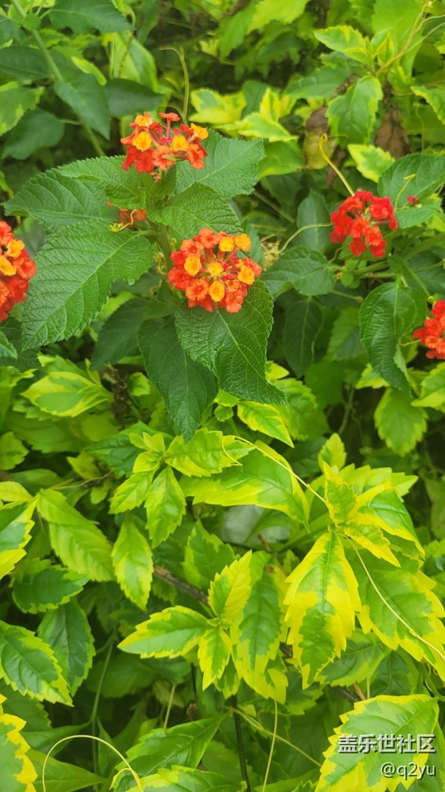 【那年初秋】花朵