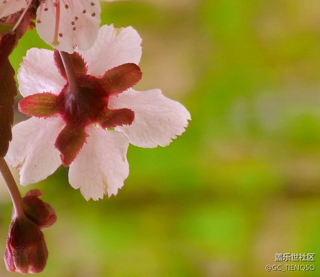 【寻一份美好】+那些花